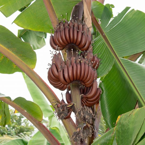 Red Banana - රත් කෙසෙල් - Image 3