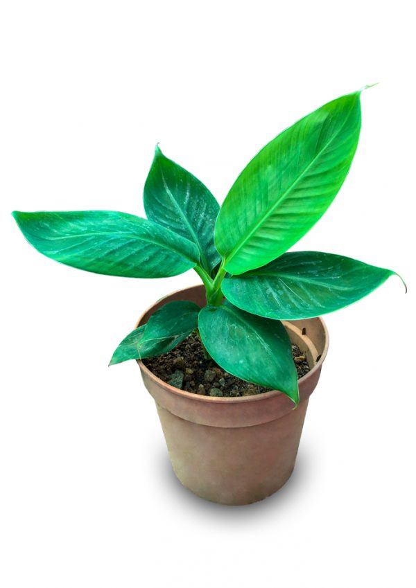 Musa Dwarf Cavendish Banana