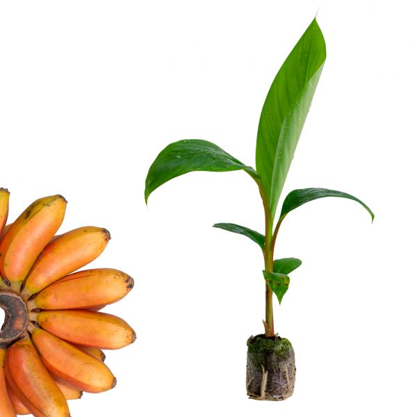 Red Banana - රත් කෙසෙල්