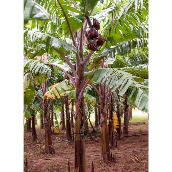 Red Banana - රත් කෙසෙල් - Image 4