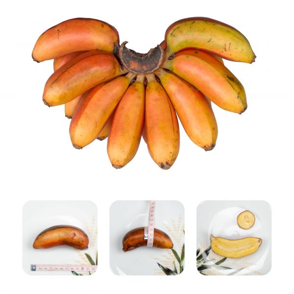Red Banana - රත් කෙසෙල් - Image 2