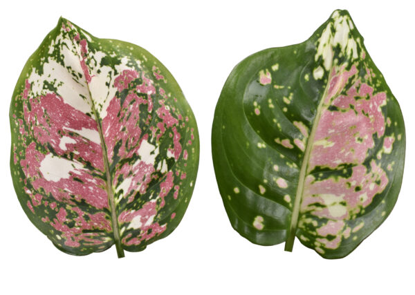 Aglaonema Tri Color - Image 2