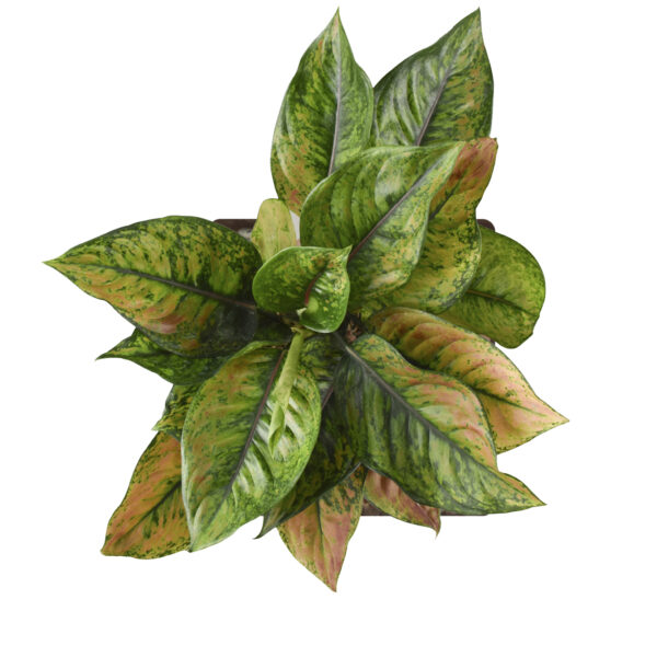 Aglaonema Hengheng (Green) - Image 3