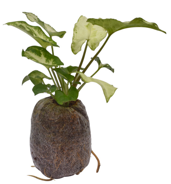 Syngonium podophyllum 'Berry allusion' - Image 5