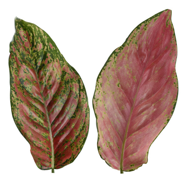 Aglaonema Venus - Image 3