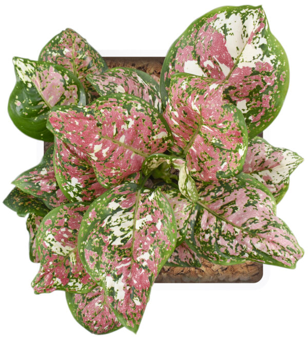 Aglaonema Tri Color - Image 3