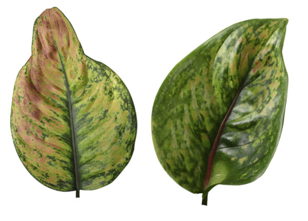 Aglaonema Hengheng (Green) - Image 4