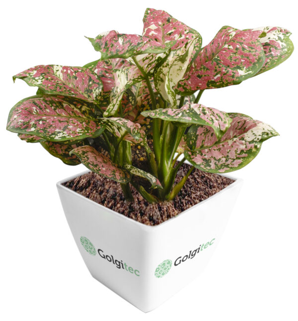 Aglaonema Tri Color