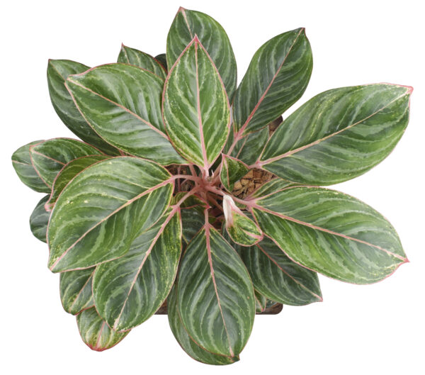 Philodendron Birkin - Image 4