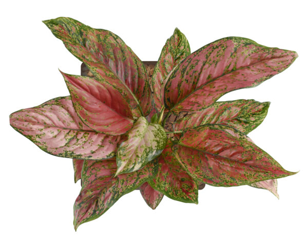 Aglaonema Venus - Image 4