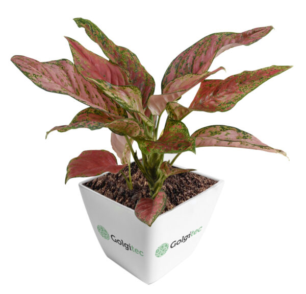 Aglaonema Venus - Image 2