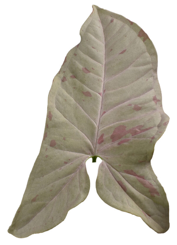 Syngonium Podophyllum 'Pink Spot' - Image 4