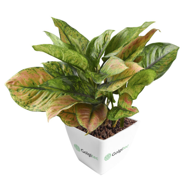 Aglaonema Hengheng (Green)