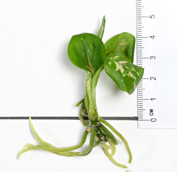 Aglaonema Venus - Image 6