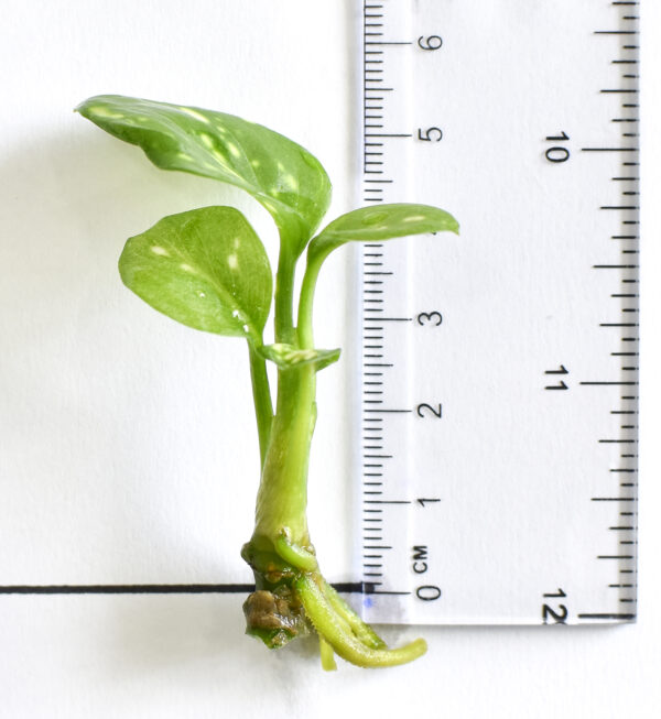 Aglaonema Tri Color - Image 4