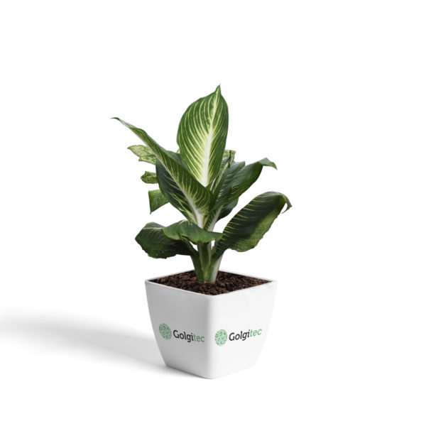 DFB 009 - Image 2