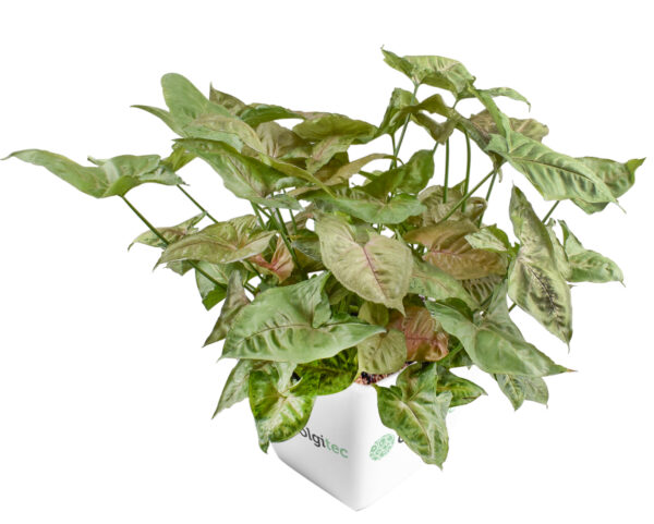 Syngonium podophyllum 'Berry allusion'