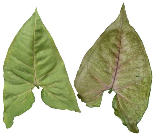 Syngonium podophyllum 'Berry allusion' - Image 2