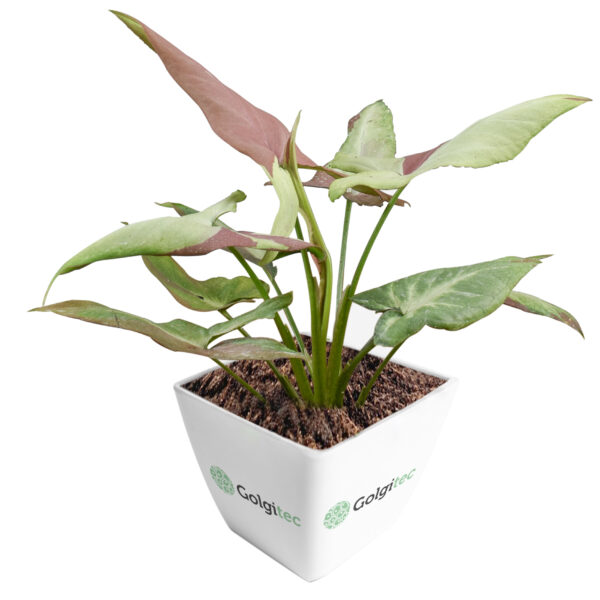 Syngonium Strawberry Milk