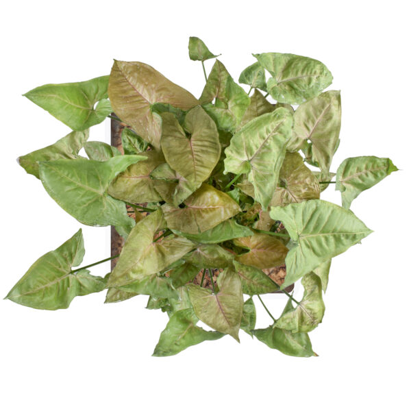 Syngonium podophyllum 'Berry allusion' - Image 4