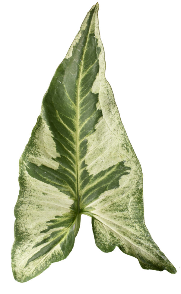 Syngonium podophyllum 'Jade’: 'Three Kings' ﻿ - Image 3