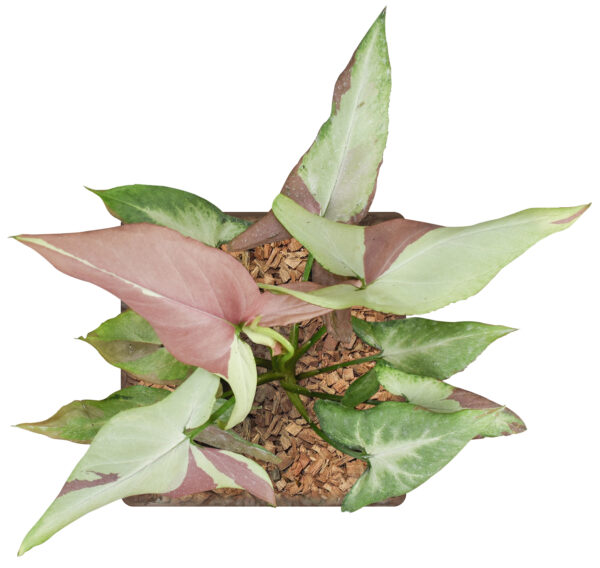 Syngonium Strawberry Milk - Image 3