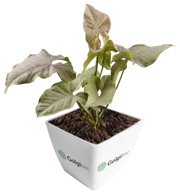 Syngonium Podophyllum 'Pink Spot'