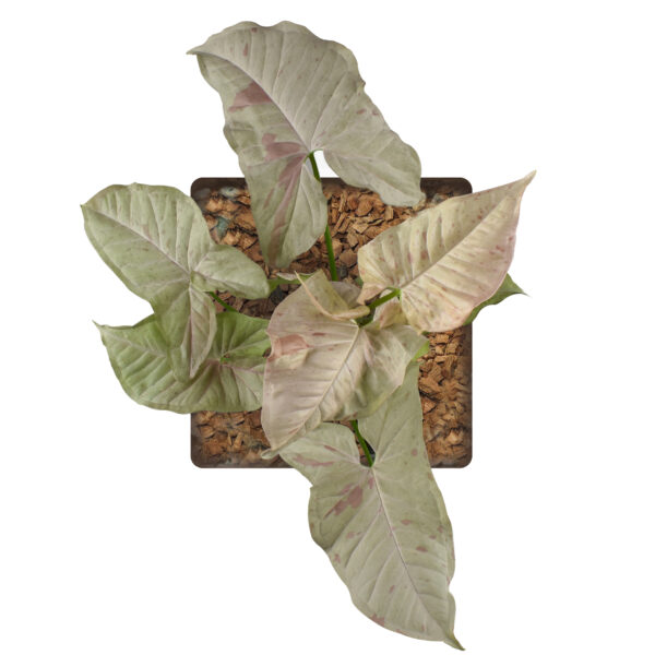 Syngonium Podophyllum 'Pink Spot' - Image 3