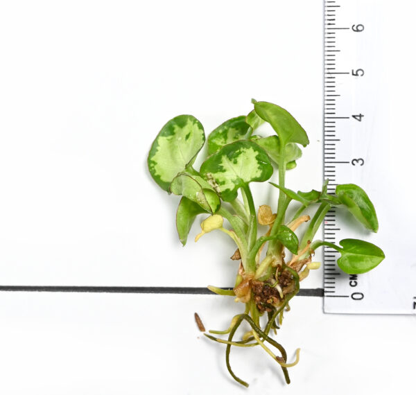 Syngonium podophyllum 'Berry allusion' - Image 6