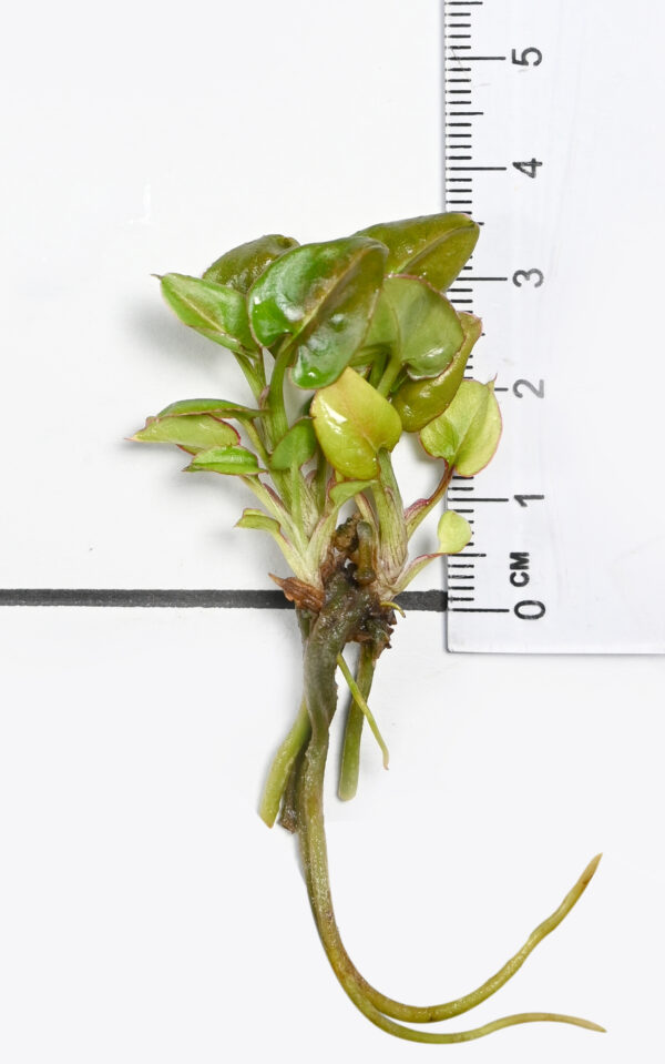 Syngonium podophyllum 'Pink Schott' - Image 6