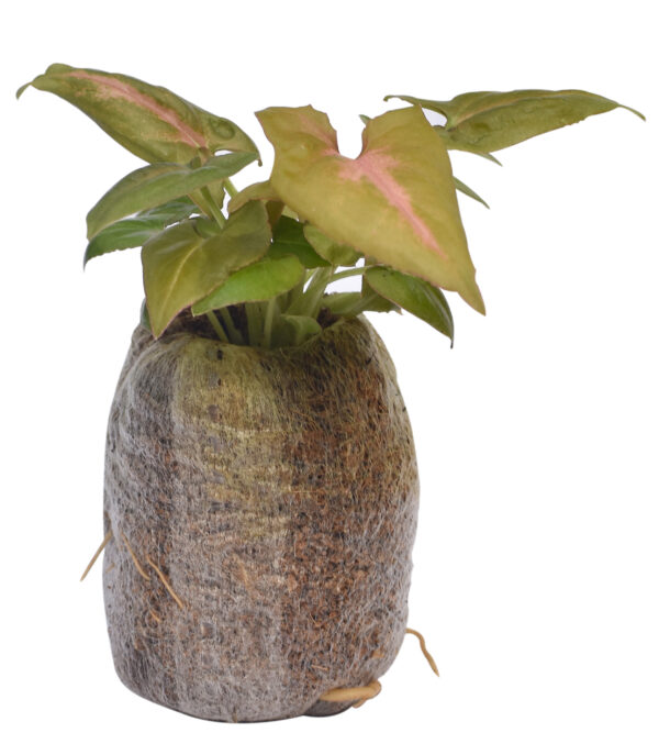 Syngonium podophyllum 'Pink Schott' - Image 5