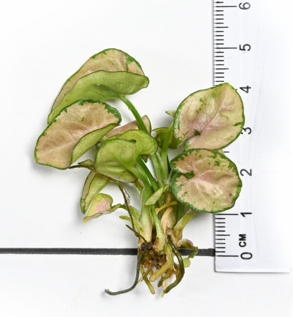 Syngonium Podophyllum 'Pink Spot' - Image 5