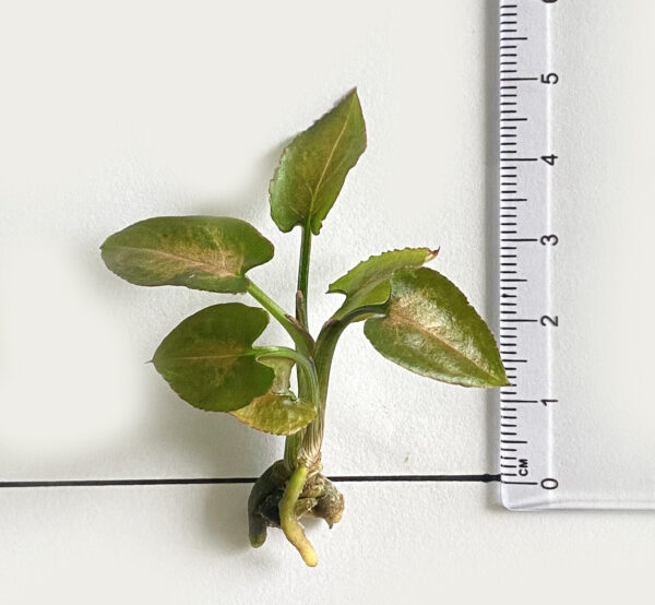 Syngonium Strawberry Milk - Image 5