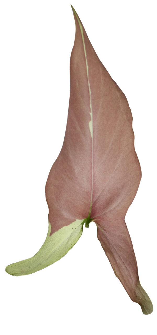 Syngonium Strawberry Milk - Image 4