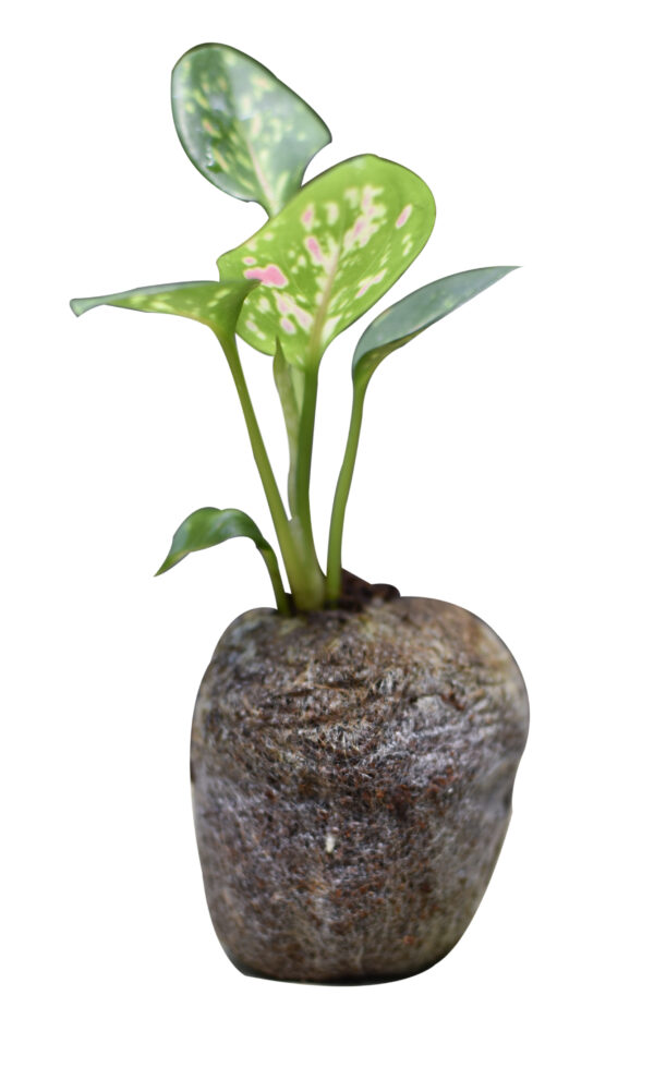 Aglaonema Venus - Image 5