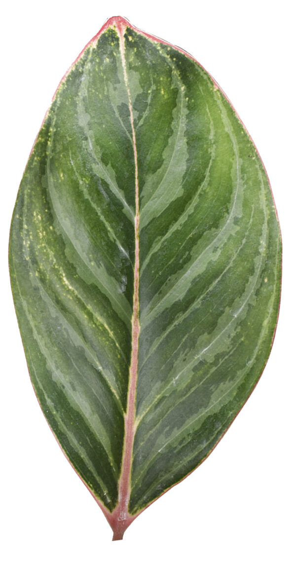 Philodendron Birkin - Image 3