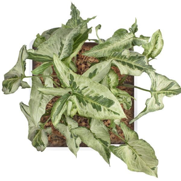 Syngonium podophyllum 'Jade’: 'Three Kings' ﻿ - Image 2
