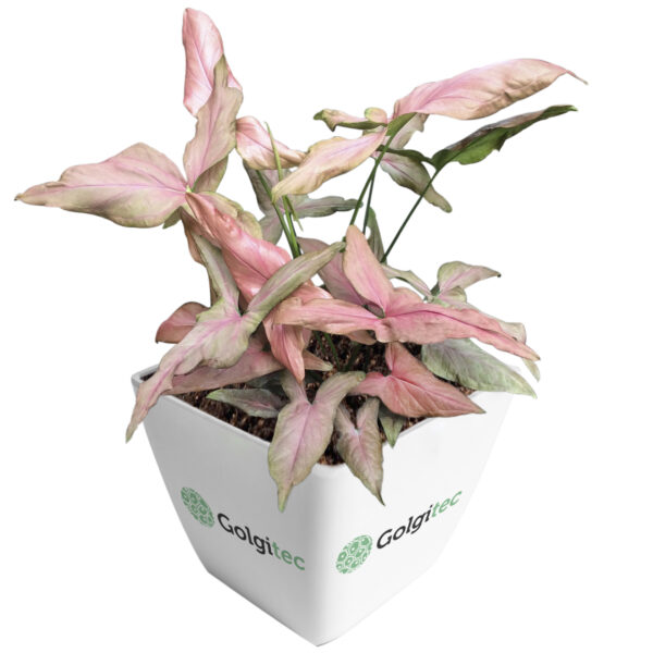 Syngonium podophyllum 'Pink Schott'