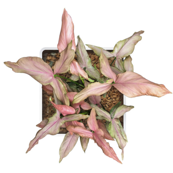 Syngonium podophyllum 'Pink Schott' - Image 2