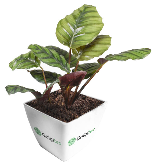 Calathea Fasciata Borrusica