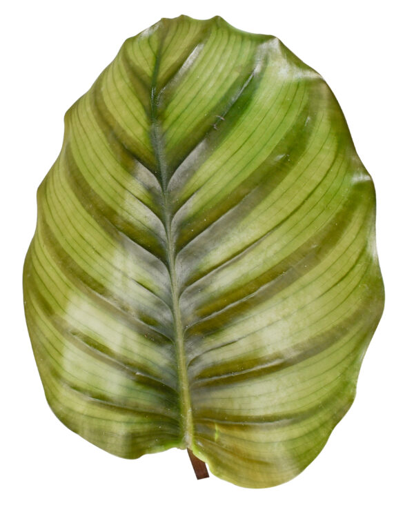 Calathea Fasciata Borrusica - Image 2
