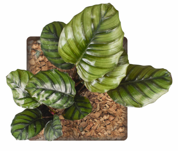 Calathea Fasciata Borrusica - Image 3
