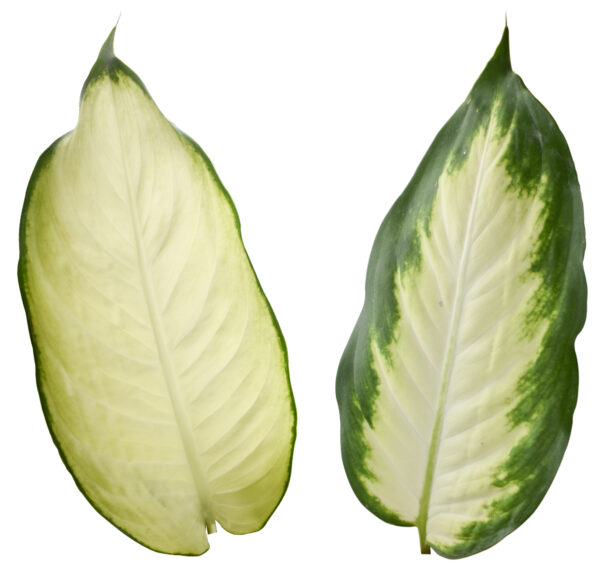 Dieffenbachia Camille - Image 4