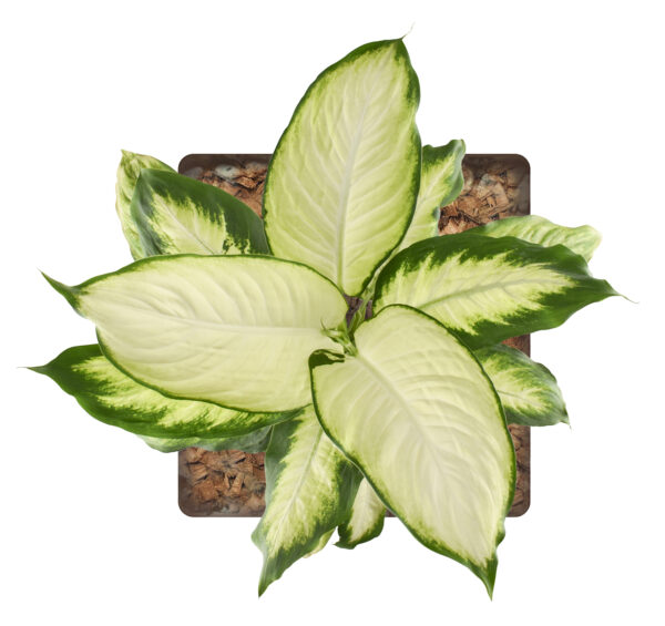 Dieffenbachia Camille - Image 2