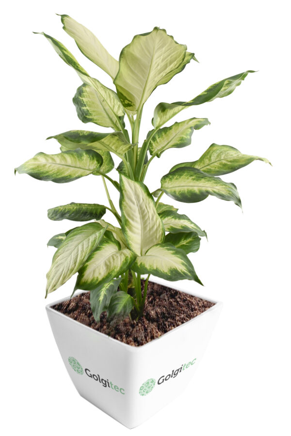 Dieffenbachia Camille