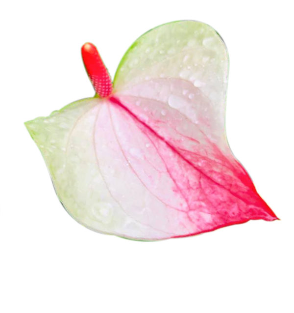 ANT 175 - Image 2