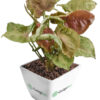 Syngonium Podophyllum ‘Red Plum Allusion’