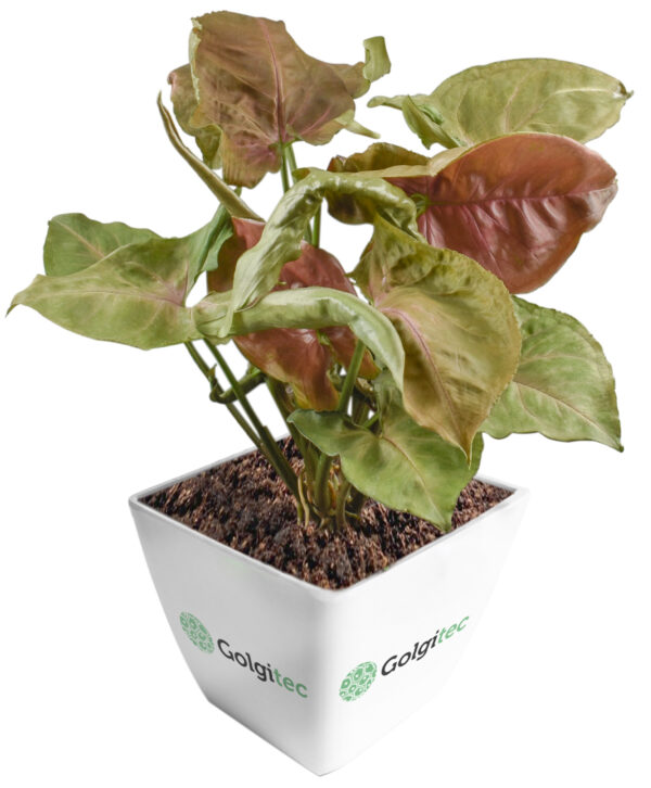 Syngonium Podophyllum ‘Red Plum Allusion’