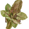 Syngonium Podophyllum ‘Red Plum Allusion’ - Image 4