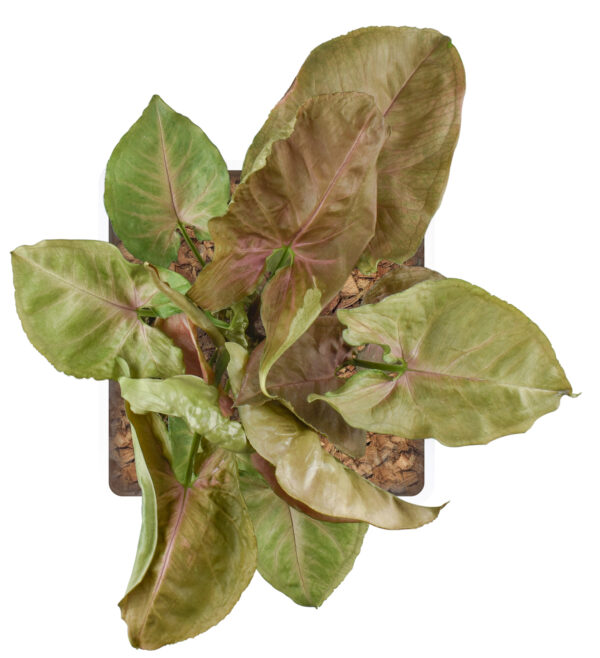 Syngonium Podophyllum ‘Red Plum Allusion’ - Image 4